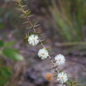 Acacia ulicifolia at Tianjara, NSW - 10 Aug 2024