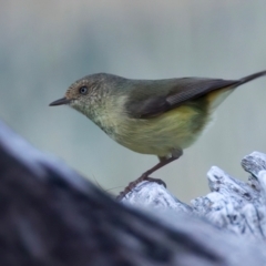 Acanthiza reguloides (Buff-rumped Thornbill) at Kambah, ACT - 15 Aug 2024 by jb2602