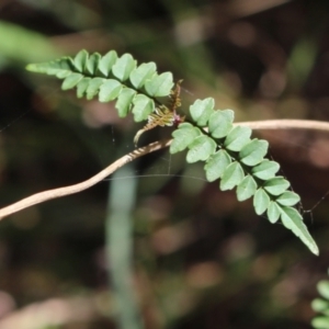 Pandorea pandorana at Stroud, NSW - 26 Dec 2023 07:59 AM