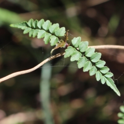 Pandorea pandorana (Wonga Wonga Vine) at Stroud, NSW - 26 Dec 2023 by MaartjeSevenster