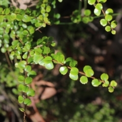 Pittosporum multiflorum at Stroud, NSW - 25 Dec 2023 by MaartjeSevenster