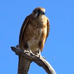 Falco berigora (Brown Falcon) at Kambah, ACT - 15 Aug 2024 by jb2602