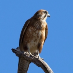 Falco berigora at Kambah, ACT - 15 Aug 2024