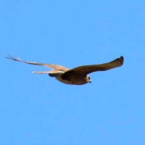 Falco berigora at Kambah, ACT - 15 Aug 2024 12:58 PM