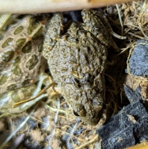 Crinia sp. (genus) at Kambah, ACT - 10 Aug 2024