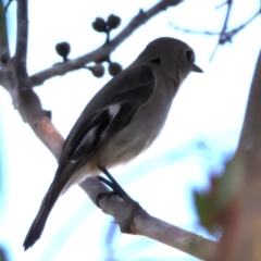 Petroica phoenicea (Flame Robin) at Kambah, ACT - 15 Aug 2024 by jb2602