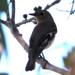 Petroica phoenicea at Kambah, ACT - 15 Aug 2024