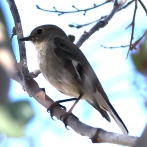 Petroica phoenicea at Kambah, ACT - 15 Aug 2024