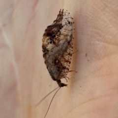 Drepanacra binocula (Notched brown lacewing) at Campbell, ACT - 15 Aug 2024 by Pirom