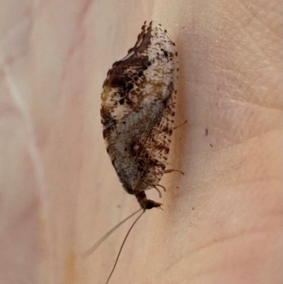 Drepanacra binocula (Notched brown lacewing) at Campbell, ACT - 15 Aug 2024 by Pirom