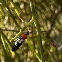 Campyloneurus sp (genus) (A Braconid wasp) at Ainslie, ACT - 15 Aug 2024 by Pirom