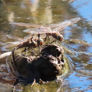 Anax papuensis at Fyshwick, ACT - 15 Aug 2024