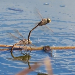 Anax papuensis at Fyshwick, ACT - 15 Aug 2024 01:24 PM