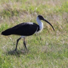 Threskiornis spinicollis (Straw-necked Ibis) at Fyshwick, ACT - 15 Aug 2024 by RodDeb