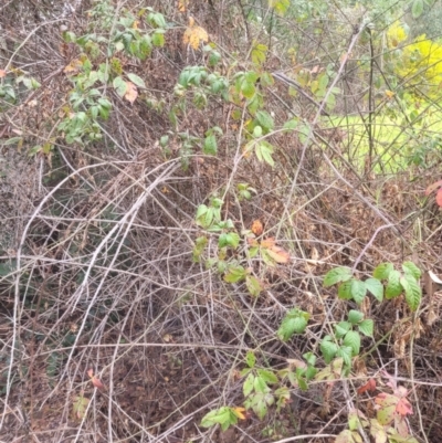 Rubus fruticosus species aggregate (Blackberry) at Roleystone, WA - 15 Aug 2024 by bookbuster