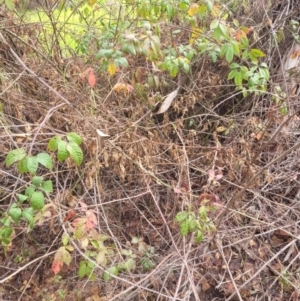 Rubus fruticosus species aggregate at Roleystone, WA - 15 Aug 2024 02:36 PM