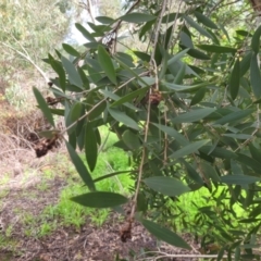 Unidentified Gum Tree at Roleystone, WA - 15 Aug 2024 by bookbuster