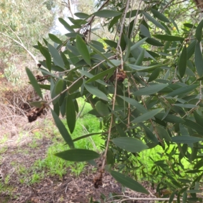 Melaleuca quinquenervia (Paperbark Tea Tree, Broad-Leaved Paperbark) at Roleystone, WA - 15 Aug 2024 by bookbuster