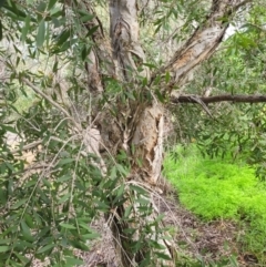 Melaleuca quinquenervia at Roleystone, WA - 15 Aug 2024 02:34 PM