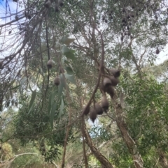 Eucalyptus sp. (A Gum Tree) at Roleystone, WA - 15 Aug 2024 by bookbuster