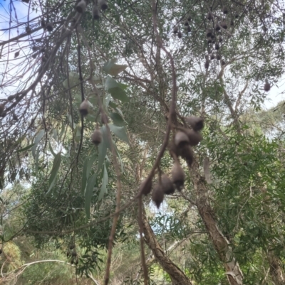 Unidentified Gum Tree at Roleystone, WA - 15 Aug 2024 by bookbuster