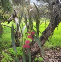 Eucalyptus (genus) at Roleystone, WA - 15 Aug 2024 02:32 PM