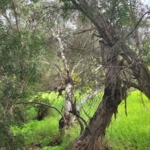 Eucalyptus sp. at Roleystone, WA - 15 Aug 2024 02:32 PM