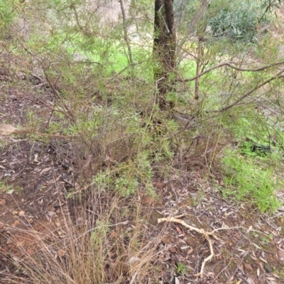 Hakea varia (Holly-Leaved Hakea) at Roleystone, WA - 15 Aug 2024 by bookbuster