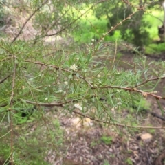 Hakea varia at Roleystone, WA - 15 Aug 2024 02:30 PM