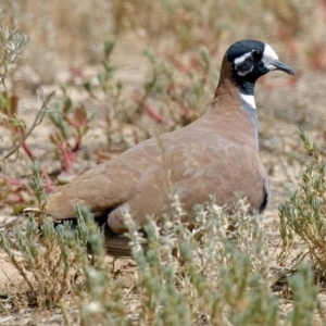 Phaps histrionica at Birdsville, QLD - 29 Dec 2003