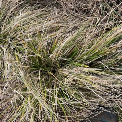 Nassella neesiana (Chilean Needlegrass) at Throsby, ACT - 13 Aug 2024 by RangerRiley