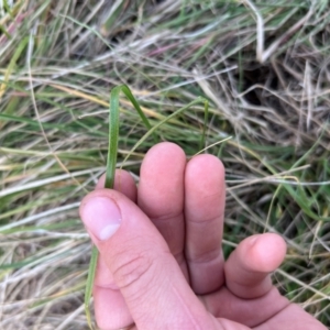 Nassella neesiana at Throsby, ACT - 13 Aug 2024