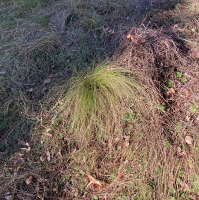 Nassella trichotoma (Serrated Tussock) at Hackett, ACT - 15 Aug 2024 by waltraud