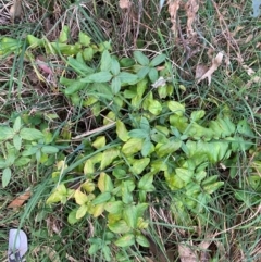 Lonicera japonica (Japanese Honeysuckle) at Hackett, ACT - 15 Aug 2024 by waltraud