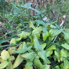 Lonicera japonica at Hackett, ACT - 15 Aug 2024