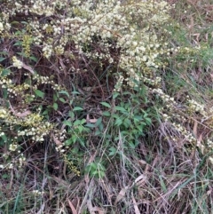 Ligustrum lucidum (Large-leaved Privet) at Hackett, ACT - 15 Aug 2024 by waltraud