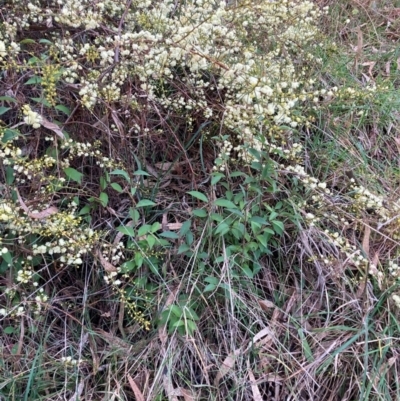 Ligustrum lucidum (Large-leaved Privet) at Hackett, ACT - 15 Aug 2024 by waltraud