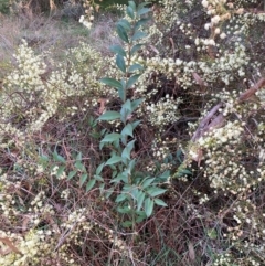 Ligustrum lucidum at Hackett, ACT - 15 Aug 2024