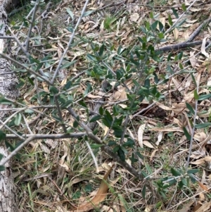 Olea europaea subsp. cuspidata at Hackett, ACT - 15 Aug 2024