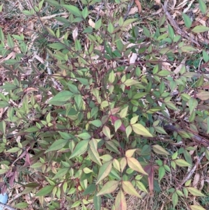 Nandina domestica at Hackett, ACT - 15 Aug 2024 05:04 PM