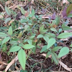 Nandina domestica at Hackett, ACT - 15 Aug 2024 05:04 PM