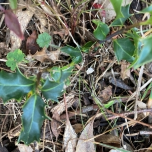 Ilex aquifolium at Hackett, ACT - 15 Aug 2024