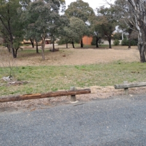 Polytelis swainsonii at Wanniassa, ACT - suppressed