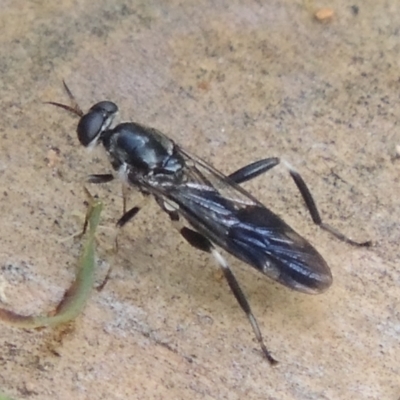 Exaireta spinigera (Garden Soldier Fly) at Conder, ACT - 11 Jan 2024 by MichaelBedingfield