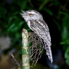 Podargus ocellatus (Marbled Frogmouth) at Iron Range, QLD - 9 Jun 2022 by MichaelBedingfield