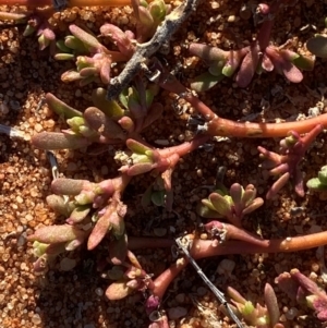 Portulaca oleracea at Mutawintji, NSW - 27 Jun 2024