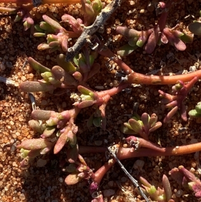 Portulaca oleracea (Munyeroo ,Pigweed, Purslane) at Mutawintji, NSW - 26 Jun 2024 by Tapirlord