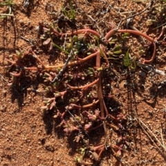 Portulaca oleracea at Mutawintji, NSW - 27 Jun 2024 09:40 AM