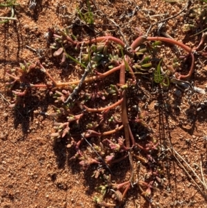 Portulaca oleracea at Mutawintji, NSW - 27 Jun 2024