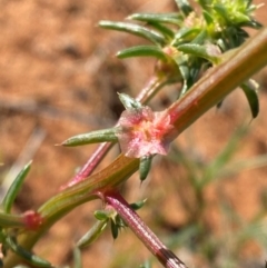 Salsola australis (Tumbleweed) at Mutawintji, NSW - 26 Jun 2024 by Tapirlord